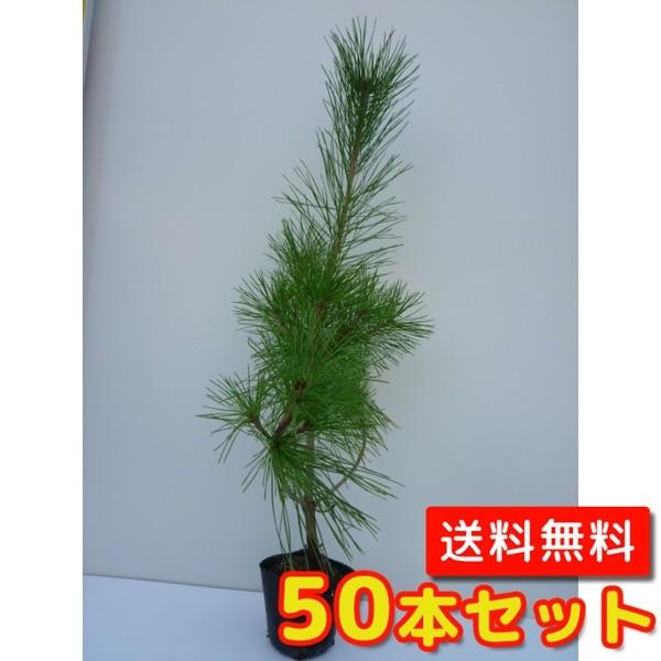 アカマツ 樹高0.8m前後 10.5cmポット （50本セット）（送料無料）  苗 植木 苗木 庭