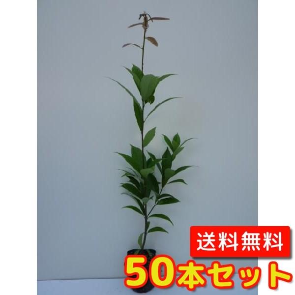 アラカシ 樹高0.5m前後 10.5cmポット （50本セット）（送料無料）  苗 植木 苗木