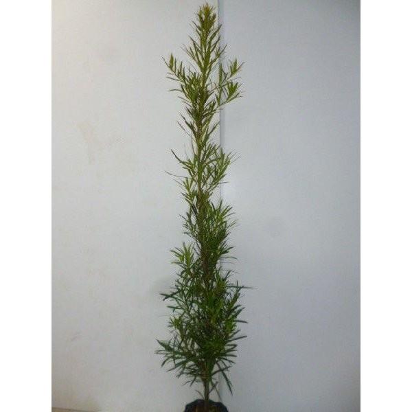 円 まとめ買い特価 イヌマキ 樹高1 0m前後 18cmポット 8本セット 送料無料 苗 植木 苗木