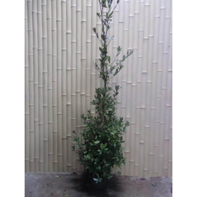 日本産 ウバメガシ 樹高1 5m前後 21cmポット 3本セット S1送料無料 販売 苗 植木 苗木 庭木 垣根 生垣 生け垣 生垣用 山林苗 目隠し 木 限定価格セール Houmadev Com