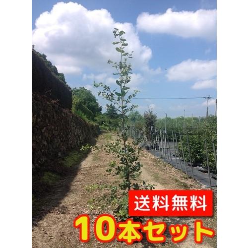 ウバメガシ 樹高1.0m前後 15cmポット （10本セット）（送料無料） 苗 植木 苗木 庭