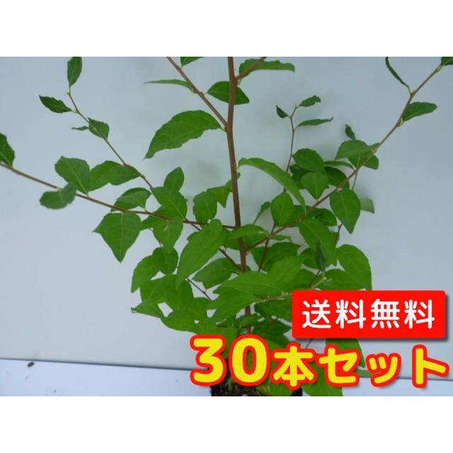 エノキ 樹高0.5m前後 10.5cmポット （30本セット）（送料無料）  苗 植木 苗木