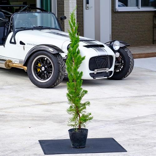 カイヅカイブキ 樹高0 8m前後 15cmポット 15本セット T2送料無料 販売 苗 植木 苗木 庭木 垣根 生垣 生け垣 生垣用 目隠し 木 Qset1752 花と緑スーパーseven 通販 Yahoo ショッピング