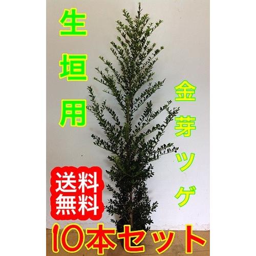 キンメツゲ 樹高0 8m前後 15cmポット 販売 苗 植木 苗木 庭木 垣根 生垣 生け垣 生垣
