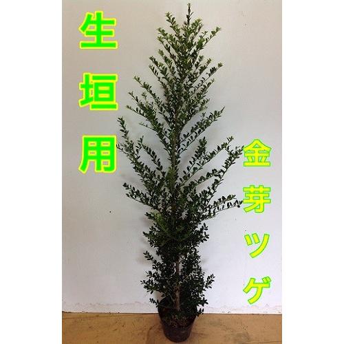 キンメツゲ 樹高0 8m前後 15cmポット 販売 苗 植木 苗木 庭木 垣根 生垣 生け垣 生垣