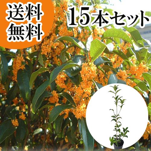 キンモクセイ 樹高0 5m前後 15cmポット 15本セット T1送料無料 販売 苗 植木 苗木 庭木 垣根 生垣 生け垣 生垣用 目隠し 木 Qset25 花と緑スーパーseven 通販 Yahoo ショッピング