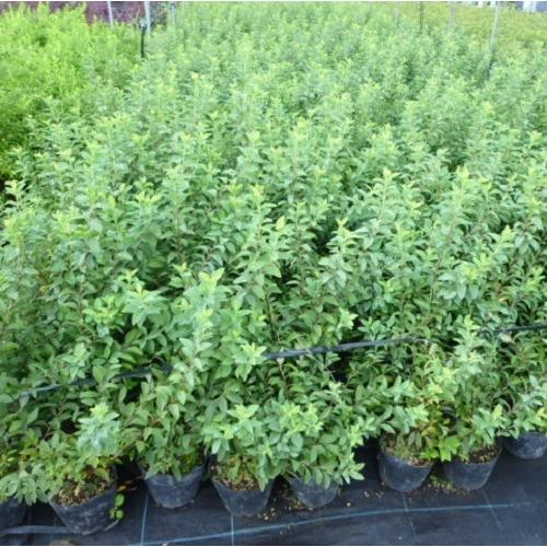 コデマリ 樹高0.4m前後 15cmポット （20本セット）（送料無料）  苗 植木 苗木の画像