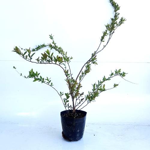 コデマリ 樹高0.4m前後 15cmポット （20本セット）（送料無料）  苗 植木 苗木の画像