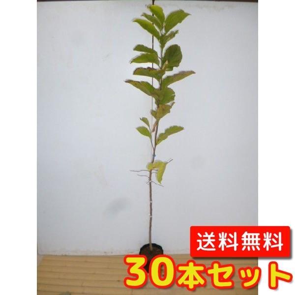 コブシ 樹高0.8m前後 10.5cmポット （30本セット）（送料無料）  苗 植木 苗木