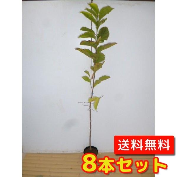 お1人様1点限り コブシ 樹高1 5m前後 18cmポット 8本セット S1送料無料 販売 苗 植木 苗木 庭木 垣根 生垣 生け垣 生垣用 山林苗 目隠し 木 Qset2764 花と緑スーパーseven 通販 Yahoo ショッピング 代引き手数料無料 Www Maxipiso Com Ar