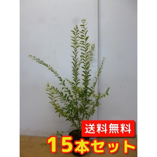 シルバープリペット 樹高0 7m前後 15cmポット 15本セット Y1送料無料 販売 苗 植木 苗木 庭木 垣根 生垣 生け垣 生垣用 目隠し 木 Qset37 花と緑 谷川緑販 通販 Yahoo ショッピング