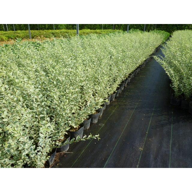 シルバープリペット 樹高0 7m前後 15cmポット 15本セット Y1送料無料 販売 苗 植木 苗木 庭木 垣根 生垣 生け垣 生垣用 目隠し 木 Qset37 花と緑 谷川緑販 通販 Yahoo ショッピング