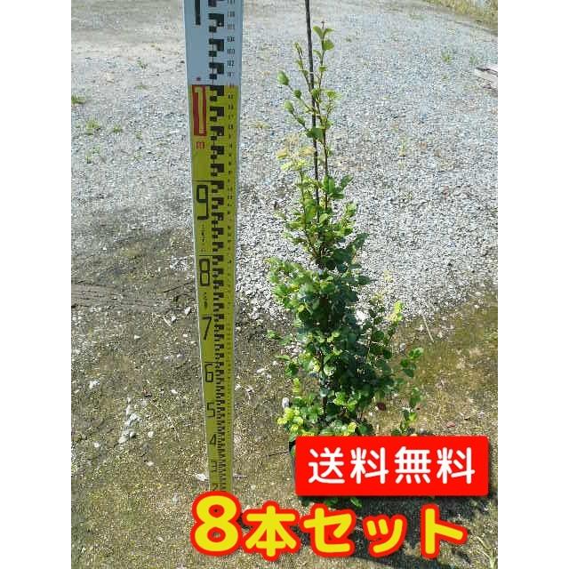 トキワマンサク（青葉白花） 樹高1.2m前後 18cmポット （8本セット）（送料無料） 苗 植木 苗木 :QSET4592:花と緑スーパーSEVEN  - 通販 - Yahoo!ショッピング