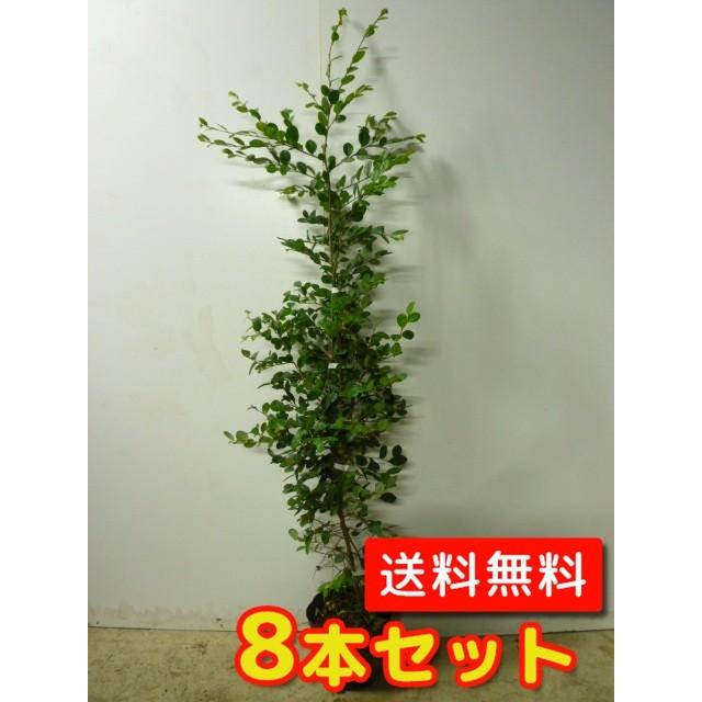 トキワマンサク（青葉白花） 樹高1.5m前後 18cmポット （8本セット