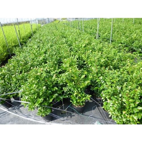 ヒサカキ 樹高0.4m前後 15cmポット （20本セット）（送料無料）  苗 植木 苗木の画像