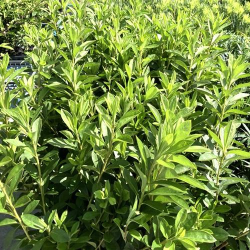 ヒラドツツジ 樹高0.3m前後 15cmポット （20本セット）（送料無料）  苗 植木 苗木の画像