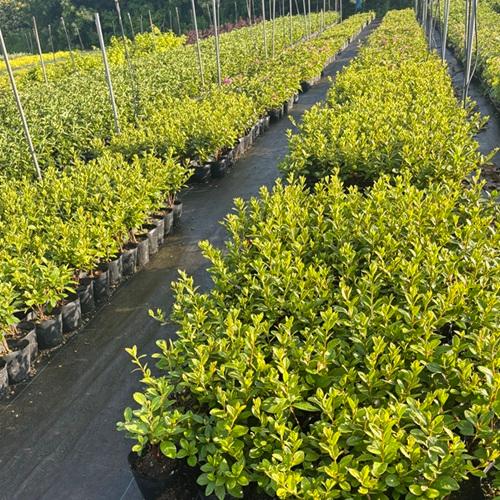ヒラドツツジ 樹高0.3m前後 15cmポット （20本セット）（送料無料）  苗 植木 苗木の画像
