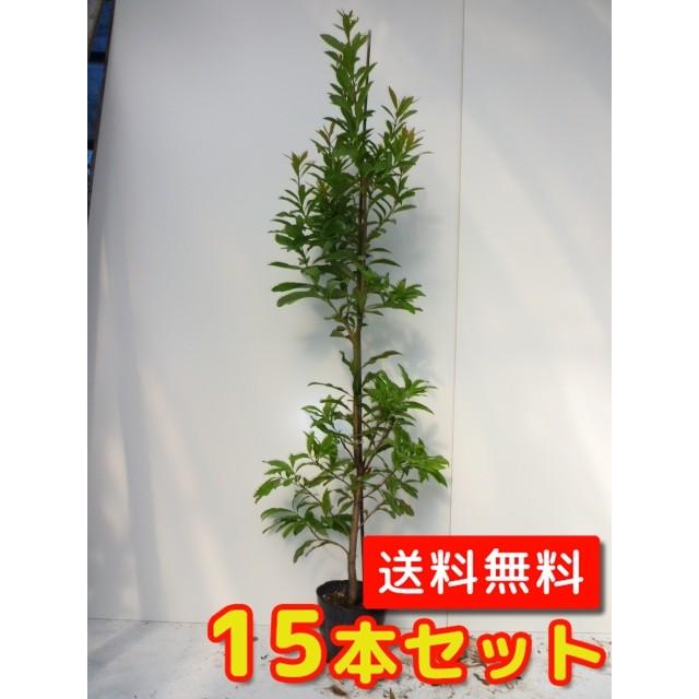 独創的 ヤマモモ 樹高0 8m前後 15cmポット 15本セット Y1送料無料 販売 苗 植木 苗木 庭木 垣根 生垣 生け垣 生垣用 山林苗 目隠し 木 即日出荷 Missbargainhuntress Com