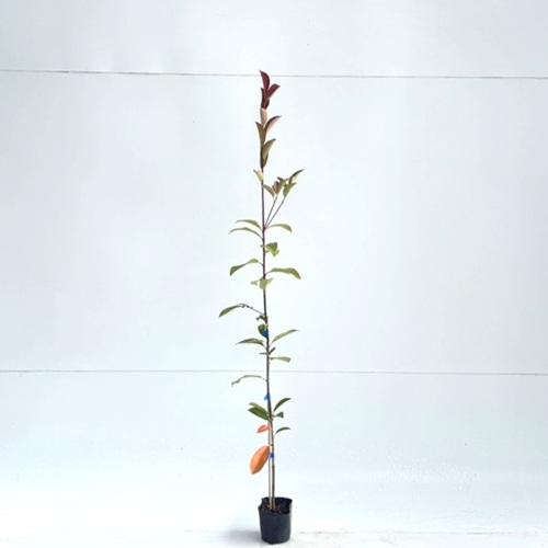 1236円 超歓迎 レッドロビン 樹高0 5m前後 10 5cmポット 10本セット 送料無料 苗 植木 苗木