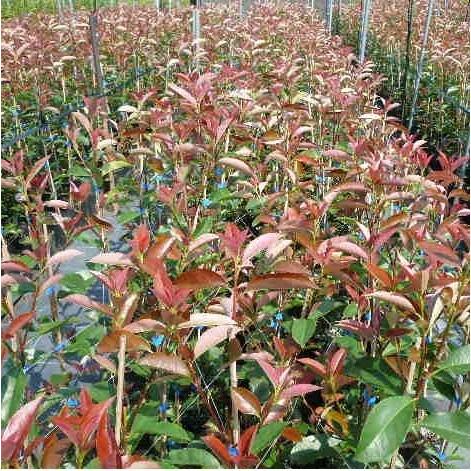 レッドロビン 樹高0 8m前後 10 5cmポット 50本セット Y1送料無料 販売 苗 植木 苗木 庭木 垣根 生垣 生け垣 生垣用 目隠し 木 Qset73 花と緑スーパーseven 通販 Yahoo ショッピング