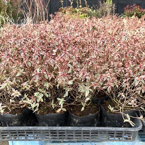 アベリア コンフェッティ / 15cmポット （20本セット）（送料無料）  苗 植木 苗木 庭 |  | 02