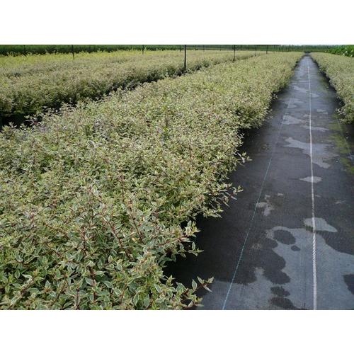 アベリア コンフェッティ / 15cmポット （20本セット）（送料無料）  苗 植木 苗木 庭 |  | 03