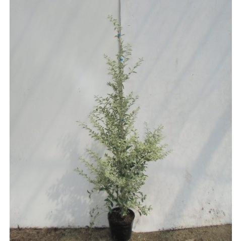 シルバープリペット 樹高1 2m前後 18cmポット 単 品 Y1送料無料 販売 苗 植木 苗木 庭木 垣根 生垣 生け垣 生垣用 目隠し 木 Set3725 花と緑 谷川緑販 通販 Yahoo ショッピング