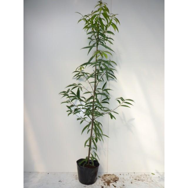 シラカシ 樹高1 5m前後 18cmポット Y1送料無料 販売 苗 植木 苗木 庭木 垣根 生垣 生け垣 生垣用 山林苗 目隠し 木 Sr 花と緑 谷川緑販 通販 Yahoo ショッピング