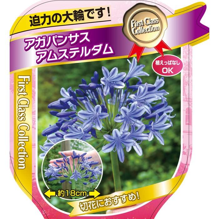 宿根草 多年草 アガパンサス アムステルダム 大輪系アガパンサス アガパンツス ポット苗 100 Agapanthus Amsterdam 渋谷園芸 植木鉢屋 通販 Yahoo ショッピング