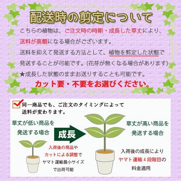 アガパンサス ウィンドルブローク ポット苗 アガパンツス 宿根草 多年草 100 Agapanthus Windoll 渋谷園芸 植木鉢屋 通販 Yahoo ショッピング