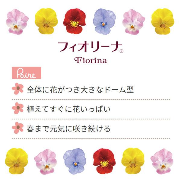 ビオラ苗 フィオリーナ 3 5号ポット こんもり咲き 豊富な花色 たくさんお花が咲きます 秋冬苗 サントリーフラワーズ 100 Biora Fiolina Suntory 渋谷園芸 植木鉢屋 通販 Yahoo ショッピング