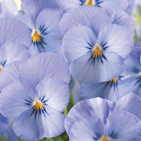 ビオラ苗 フィオリーナ 3 5号ポット こんもり咲き 豊富な花色 たくさんお花が咲きます 秋冬苗 サントリーフラワーズ 100 Biora Fiolina Suntory 渋谷園芸 植木鉢屋 通販 Yahoo ショッピング