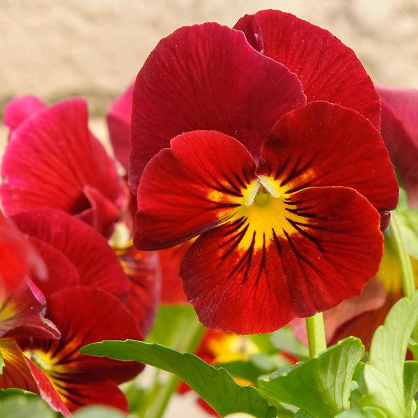 ビオラ苗 フィオリーナ 3 5号ポット こんもり咲き 豊富な花色 たくさんお花が咲きます 秋冬苗 サントリーフラワーズ 100 Biora Fiolina Suntory 渋谷園芸 植木鉢屋 通販 Yahoo ショッピング