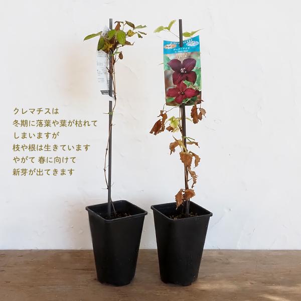 クレマチス苗 プリンス・チャールズ 4.5号ポット ビチセラ系 小