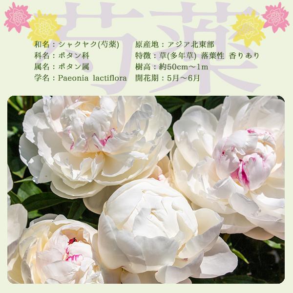 インスペクター 芍薬 しゃくやく シャクヤク ピオニー 苗木 濃赤色 八重咲き 大輪 花芽付き 来春開花予定株 育て方つき 100 Peony Takii Inspecter 渋谷園芸 植木鉢屋 通販 Yahoo ショッピング