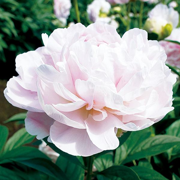 10月入荷 かぐや姫 かぐやひめ 芍薬 しゃくやく シャクヤク ピオニー 苗木 桜色 バラ咲き 八重咲き 大輪 花芽付き 来春開花予定株 育て方つき 100 Peony Takii Kaguyahime 渋谷園芸 植木鉢屋 通販 Yahoo ショッピング