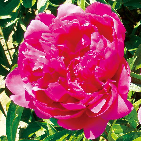 夕映 ゆうばえ 芍薬 しゃくやく シャクヤク ピオニー 苗木 赤紫色 八重咲き 大輪 花芽付き 来春開花予定株 育て方つき 100 Peony Takii Yuubae 渋谷園芸 植木鉢屋 通販 Yahoo ショッピング