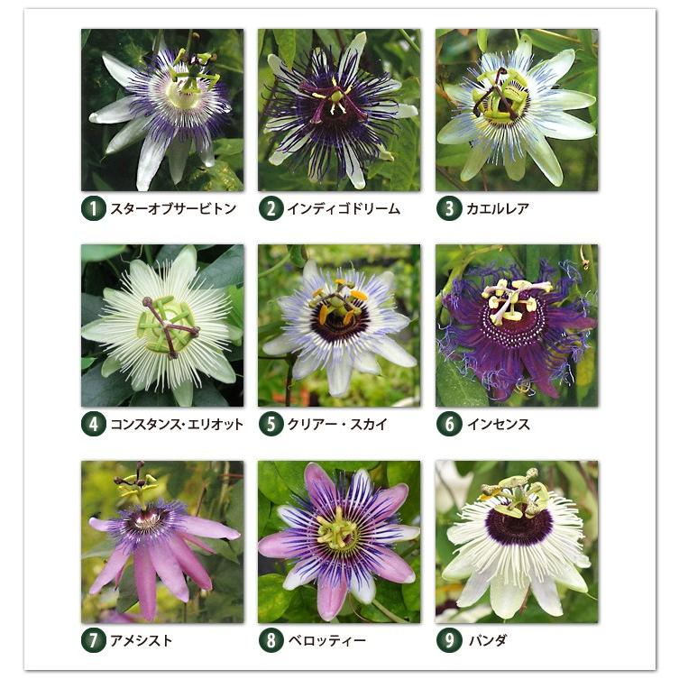 時計草 耐寒性トケイソウ銘花の苗９選 ３号鉢 つる性植物 緑のカーテン とけいそう 100 Taikansei Tokeisou 渋谷園芸 植木鉢屋 通販 Yahoo ショッピング