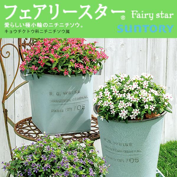 フェアリースター ニチニチソウ 3号ポット苗 全8色 1鉢 サントリーフラワーズ Suntory Flowers 101 Daiichi Fairystar 渋谷園芸 植木鉢屋 通販 Yahoo ショッピング