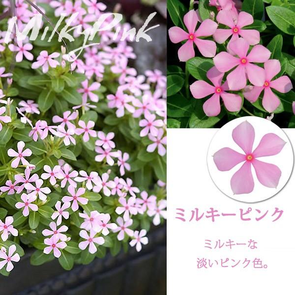 フェアリースター ニチニチソウ 3号ポット苗 全8色 1鉢 サントリーフラワーズ Suntory Flowers 101 Daiichi Fairystar 渋谷園芸 植木鉢屋 通販 Yahoo ショッピング