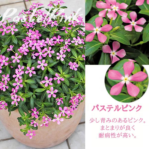 7 8で販売終了 フェアリースター ニチニチソウ 3号ポット苗 全6色 1鉢 サントリーフラワーズ Suntory Flowers 101 Daiichi Fairystar 渋谷園芸 植木鉢屋 通販 Yahoo ショッピング