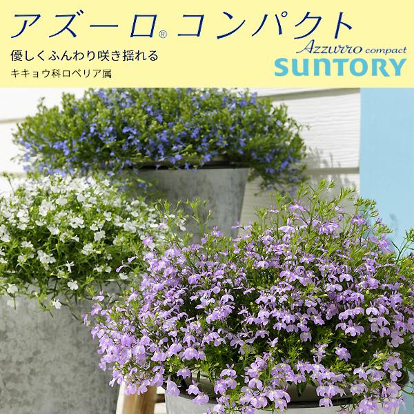 アズーロコンパクト ロベリア 3 5号ポット苗 1鉢 全5色 サントリーフラワーズ Suntory Flowers 花壇苗 101 Suntory Azurocompact 渋谷園芸 植木鉢屋 通販 Yahoo ショッピング