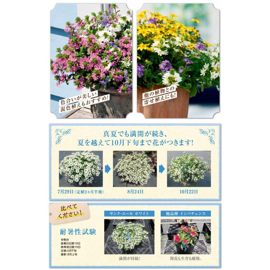 サンク エール スケボラ 3 5号ポット苗 全4色 1鉢 サントリーフラワーズ Suntory Flowers 101 Suntory Cinq Ailes 渋谷園芸 植木鉢屋 通販 Yahoo ショッピング