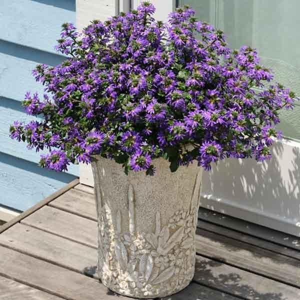 サンク エール スケボラ 3 5号ポット苗 全4色 1鉢 サントリーフラワーズ Suntory Flowers 101 Suntory Cinq Ailes 渋谷園芸 植木鉢屋 通販 Yahoo ショッピング