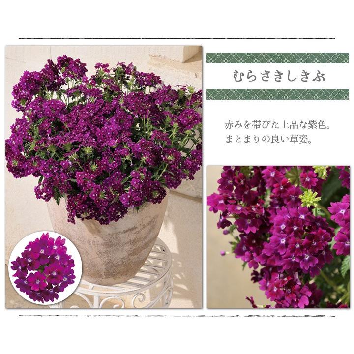 花手毬 絢 はなてまり あや バーベナ 全5色 3号ポット苗 1鉢 早生 大輪 サントリーフラワーズ Suntory Flowers 101 Suntory Hanatemari Aya 渋谷園芸 植木鉢屋 通販 Yahoo ショッピング