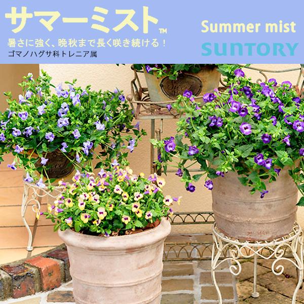 サマーミスト トレニア 3号ポット苗 1鉢 全4色 サントリーフラワーズ Suntory Flowers 旧 サマーウェーブ 101 Suntory Summerwave 渋谷園芸 植木鉢屋 通販 Yahoo ショッピング