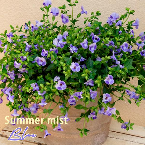 サマーミスト 旧 サマーウェーブ トレニア 3号ポット苗 1鉢 全4色 サントリーフラワーズ Suntory Flowers 101 Suntory Summerwave 渋谷園芸 植木鉢屋 通販 Yahoo ショッピング