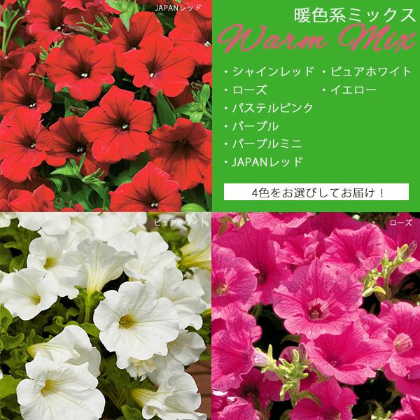 サフィニア 3号ポット苗 4鉢セット 選べる花色ミックス ペチュニア カラフル ガーデニング サントリーフラワーズ Suntory Flowers 101 Suntory Surfinia 4set 渋谷園芸 植木鉢屋 通販 Yahoo ショッピング