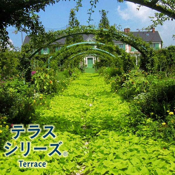 テラスシリーズ テラスライム イポメア 3号ポット苗 サントリーフラワーズ Suntory Flowers 101 Suntory Terrace Series 渋谷園芸 植木鉢屋 通販 Yahoo ショッピング