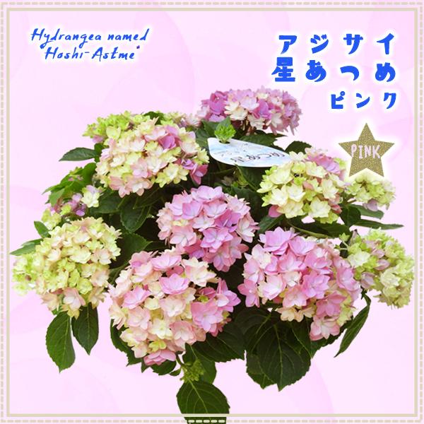 1年保証』 紫陽花の苗 星あつめ 大きな株 - linsar.com